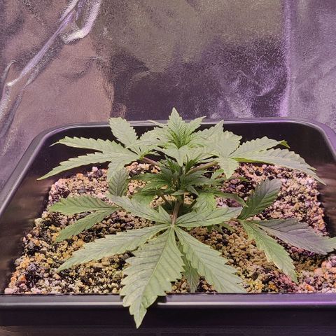 AutoUltimate growlog timeline photo