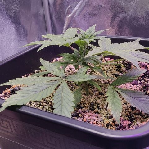 AutoUltimate growlog timeline photo