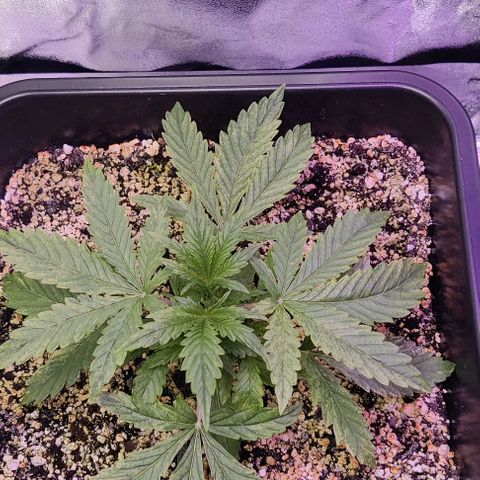 AutoUltimate growlog timeline photo