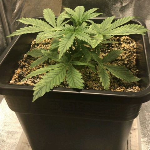 AutoUltimate growlog timeline photo