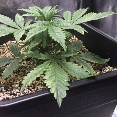 AutoUltimate growlog timeline photo