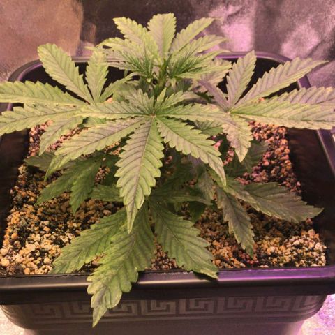 AutoUltimate growlog timeline photo