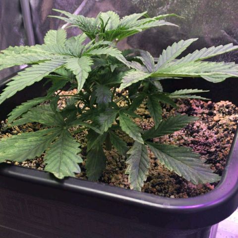 AutoUltimate growlog timeline photo