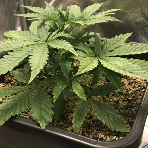 AutoUltimate growlog timeline photo