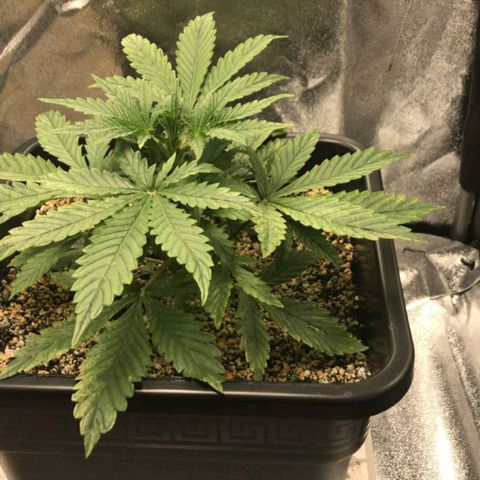 AutoUltimate growlog timeline photo