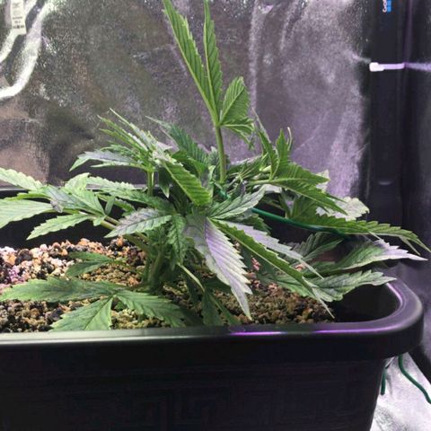 AutoUltimate growlog timeline photo