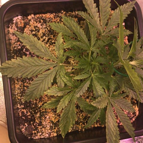 AutoUltimate growlog timeline photo