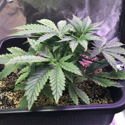 AutoUltimate growlog timeline photo