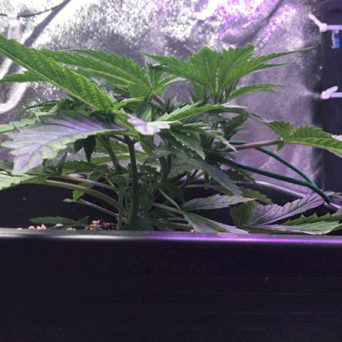 AutoUltimate growlog timeline photo