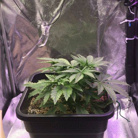 AutoUltimate growlog timeline photo