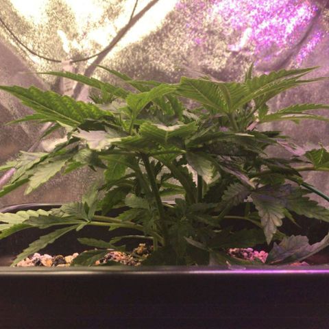 AutoUltimate growlog timeline photo