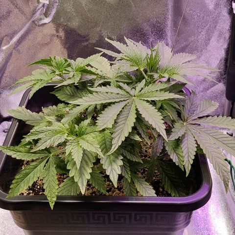 AutoUltimate growlog timeline photo