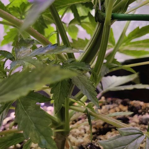 AutoUltimate growlog timeline photo
