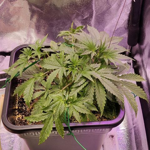 AutoUltimate growlog timeline photo