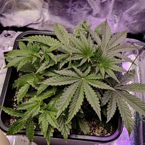 AutoUltimate growlog timeline photo