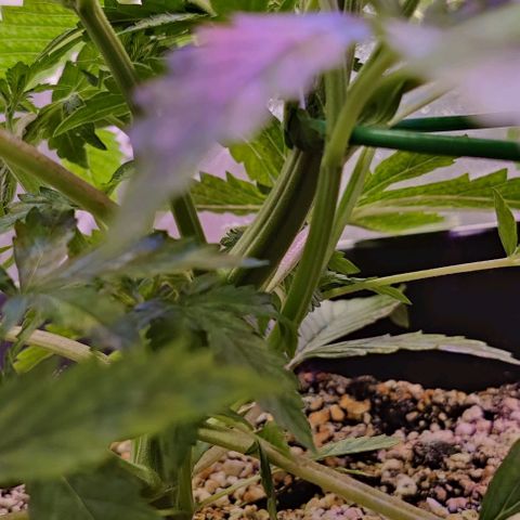 AutoUltimate growlog timeline photo