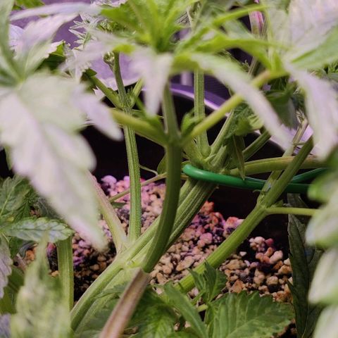 AutoUltimate growlog timeline photo