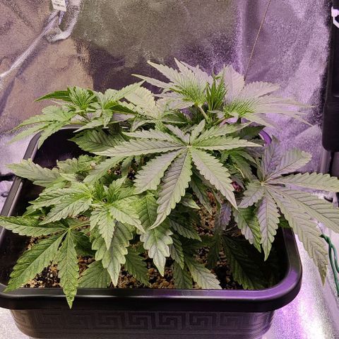 AutoUltimate growlog timeline photo