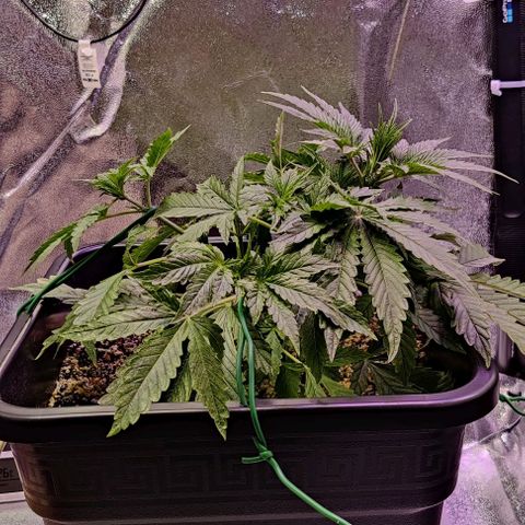 AutoUltimate growlog timeline photo