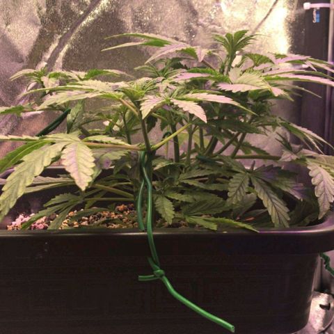 AutoUltimate growlog timeline photo
