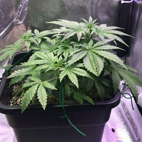 AutoUltimate growlog timeline photo