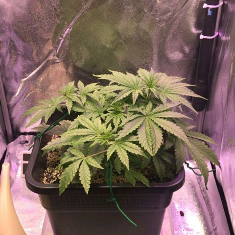 AutoUltimate growlog timeline photo