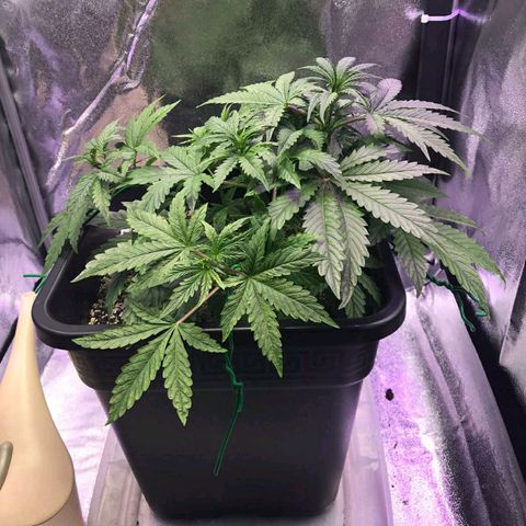 AutoUltimate growlog timeline photo