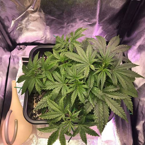 AutoUltimate growlog timeline photo