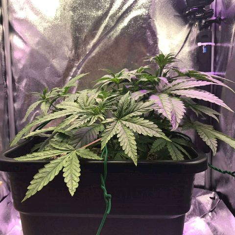 AutoUltimate growlog timeline photo