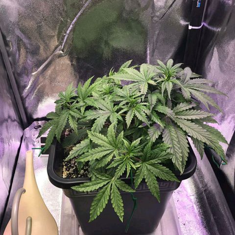 AutoUltimate growlog timeline photo