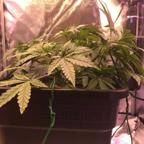 AutoUltimate growlog timeline photo