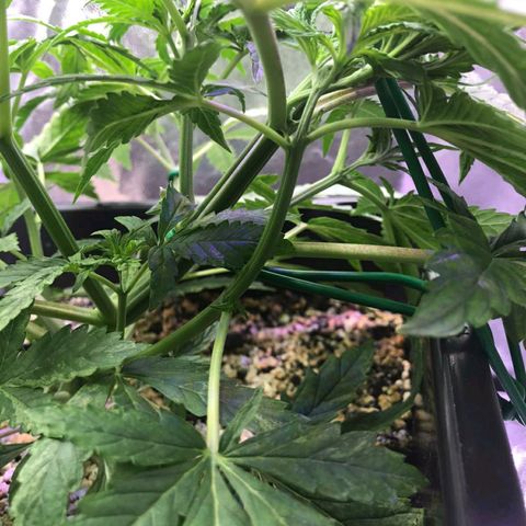 AutoUltimate growlog timeline photo