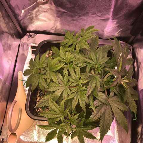 AutoUltimate growlog timeline photo