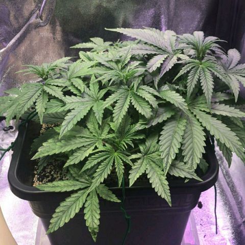AutoUltimate growlog timeline photo