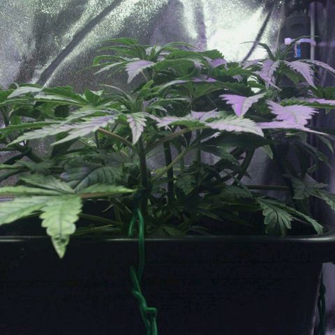 AutoUltimate growlog timeline photo