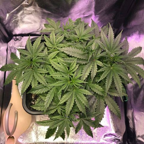AutoUltimate growlog timeline photo