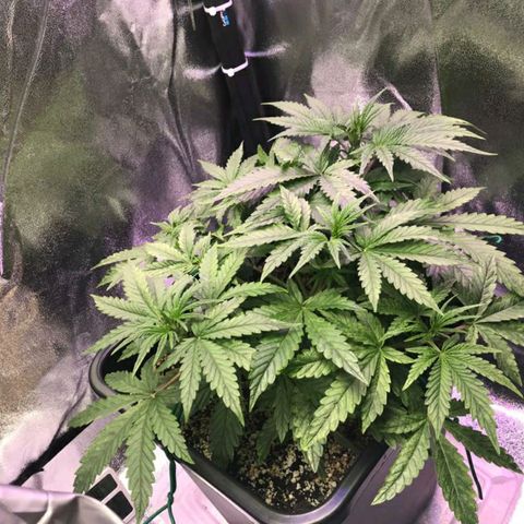 AutoUltimate growlog timeline photo