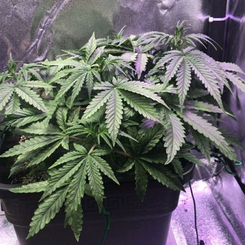 AutoUltimate growlog timeline photo