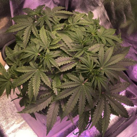 AutoUltimate growlog timeline photo