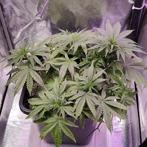 AutoUltimate growlog timeline photo