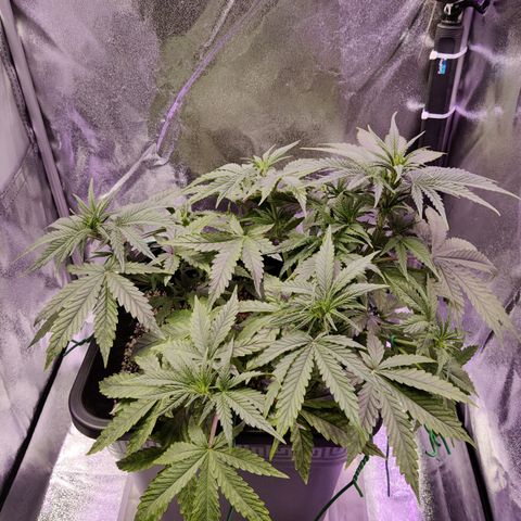 AutoUltimate growlog timeline photo