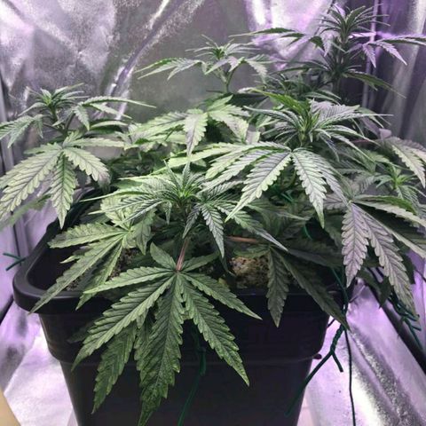 AutoUltimate growlog timeline photo