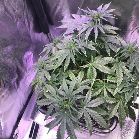 AutoUltimate growlog timeline photo