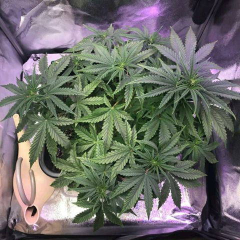 AutoUltimate growlog timeline photo