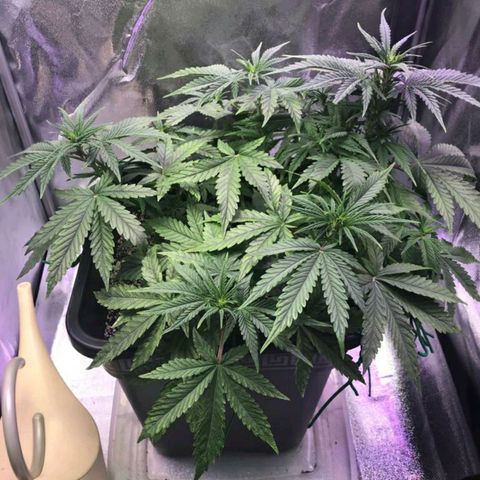 AutoUltimate growlog timeline photo