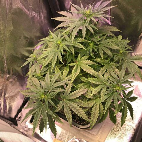 AutoUltimate growlog timeline photo