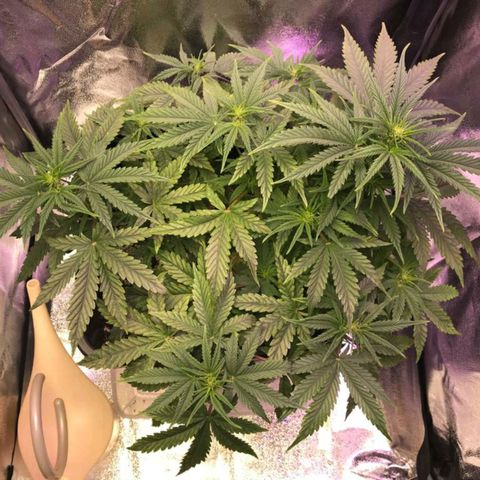 AutoUltimate growlog timeline photo