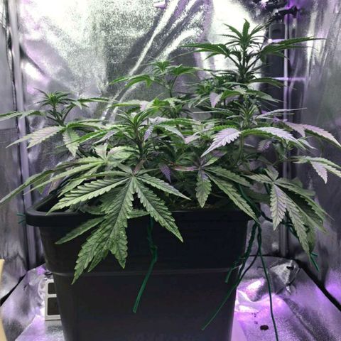AutoUltimate growlog timeline photo