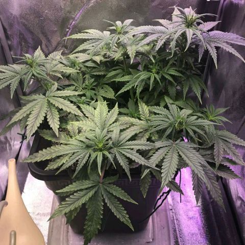 AutoUltimate growlog timeline photo