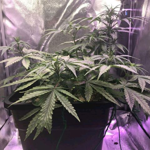 AutoUltimate growlog timeline photo